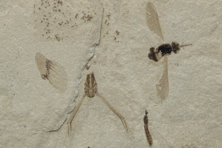 Fossil Insect Plate - Green River Formation, Utah #213882